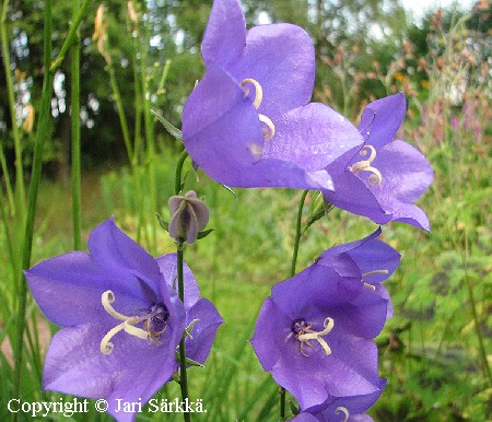 Campanula persicifolia 'Grandiflora'